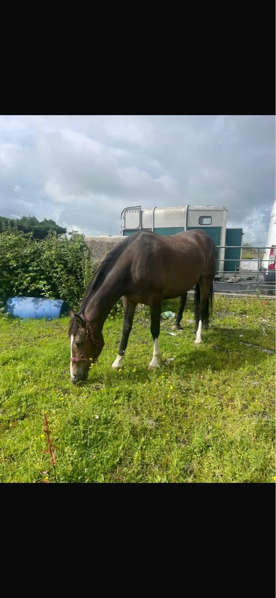 3 year old unbroken Gelding by Echo King - Image 4