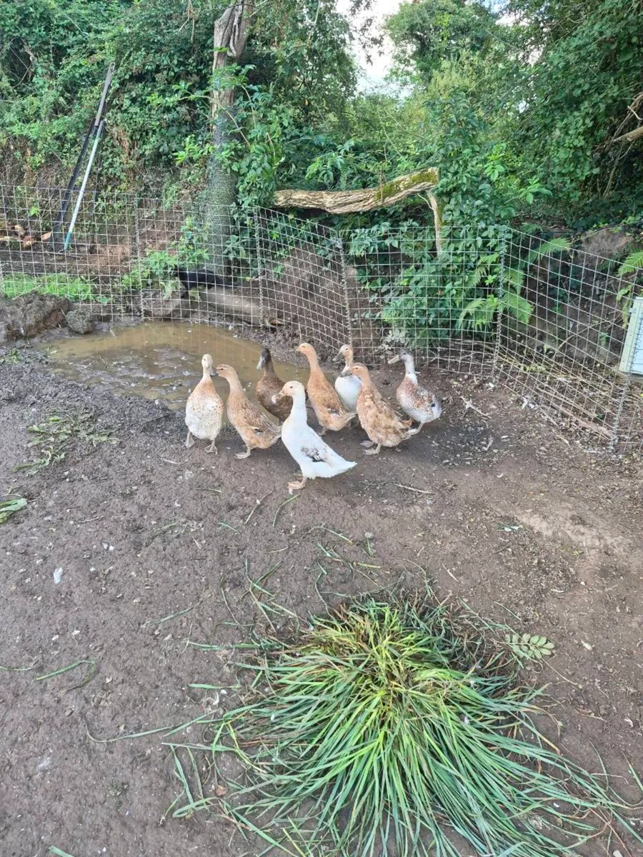 Ducks - Image 2