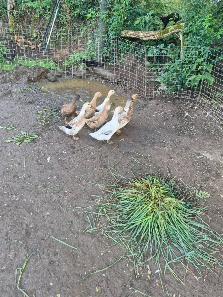 Ducks - Image 3