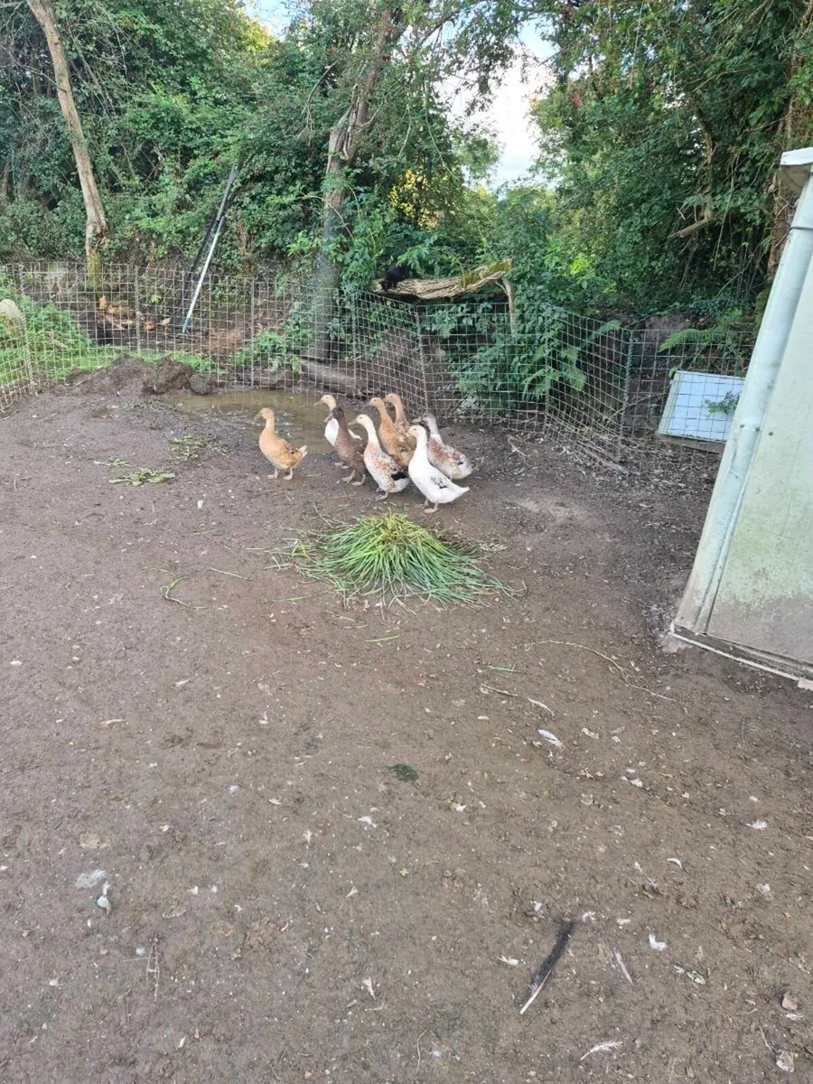 Ducks - Image 4