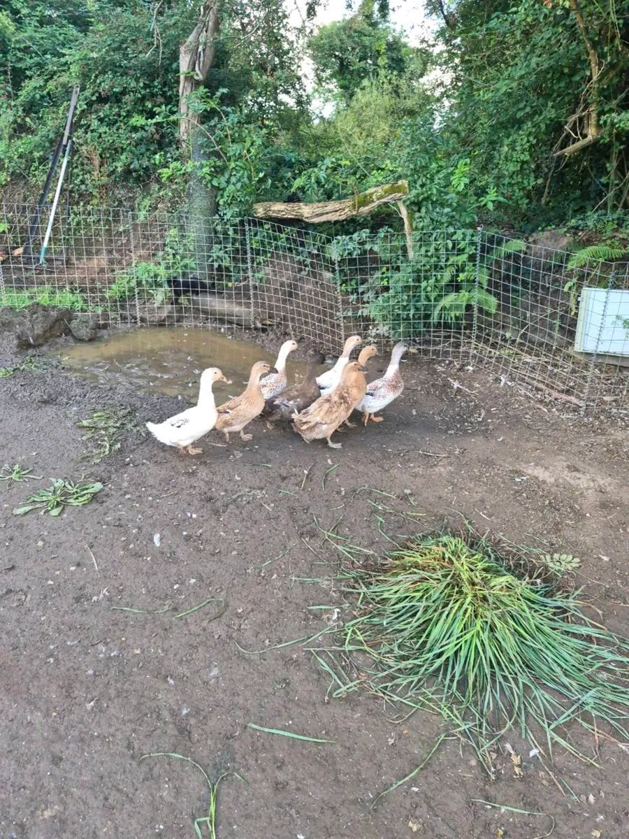 Ducks - Image 1