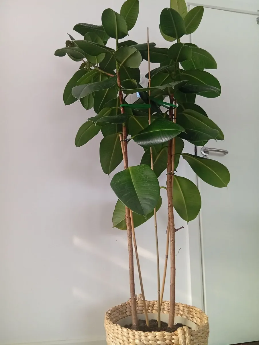 Huge Rubber Ficus Plant in pot - Image 3