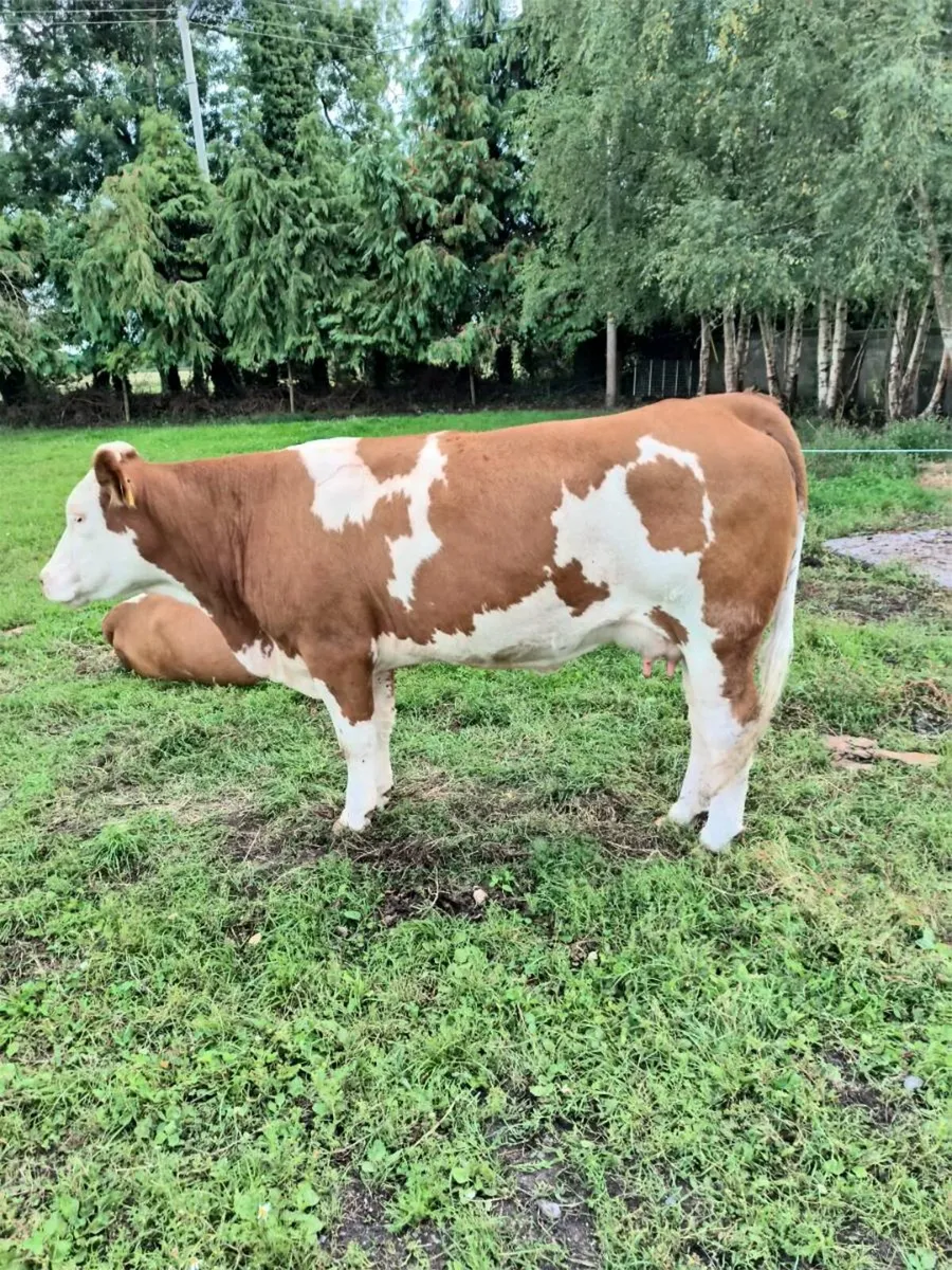 Two first time calved heifers - Image 1