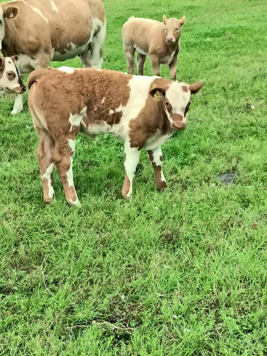 Two first time calved heifers - Image 3