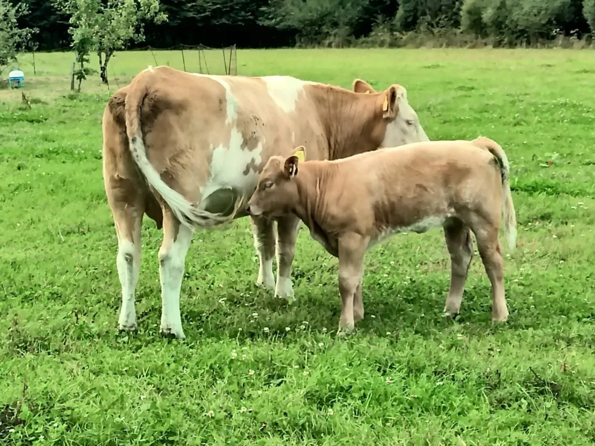 Two first time calved heifers - Image 4
