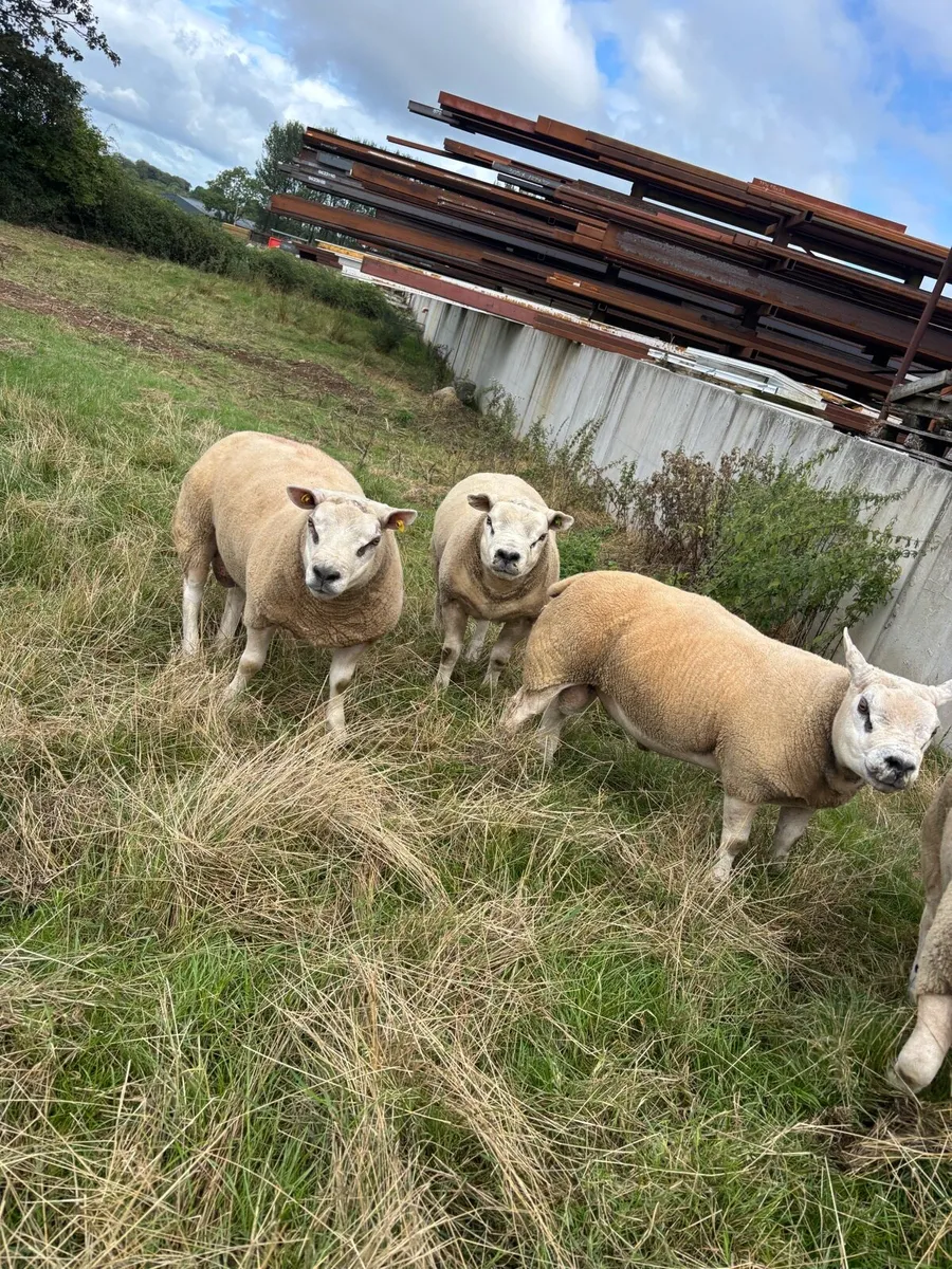 Charolais and texel rams for sale - Image 3