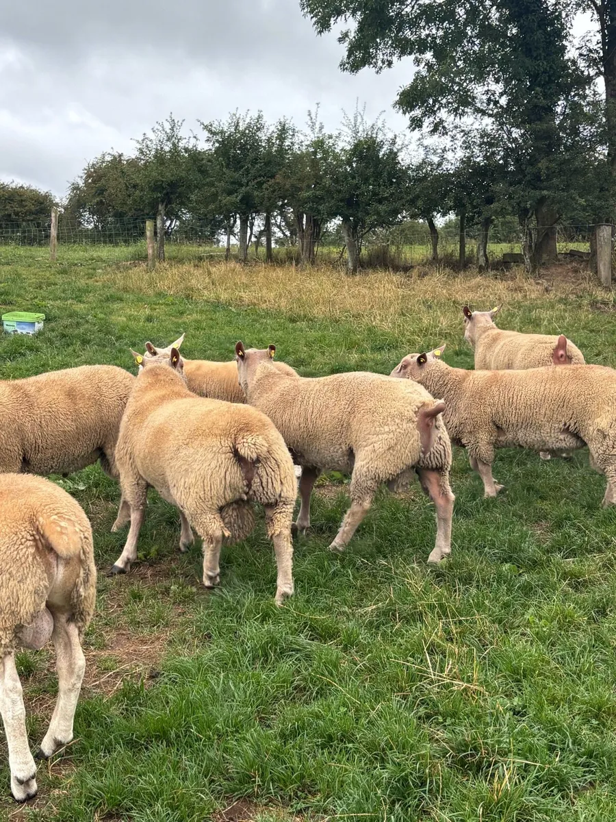 Charolais and texel rams for sale - Image 2
