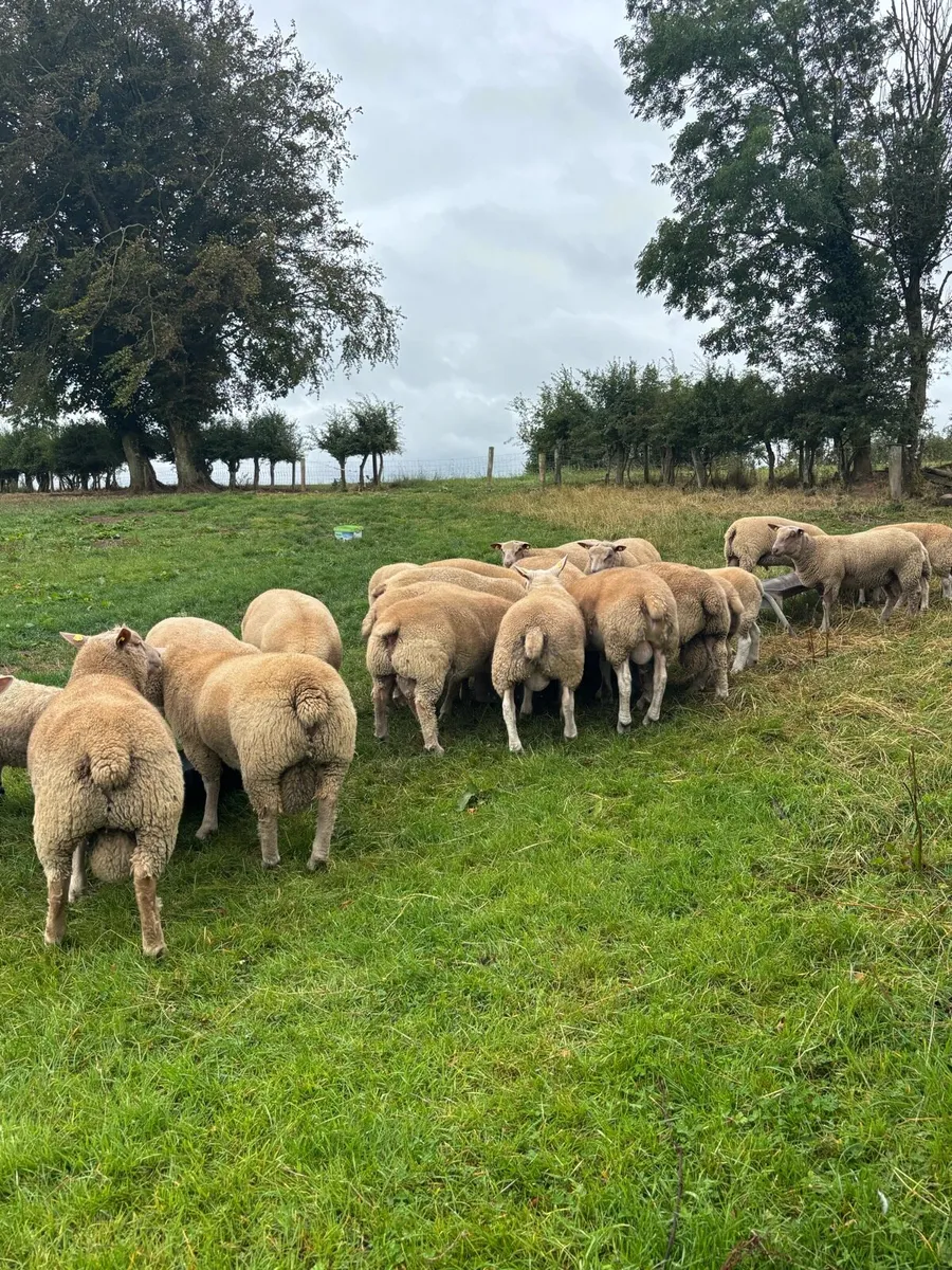 Charolais and texel rams for sale - Image 4