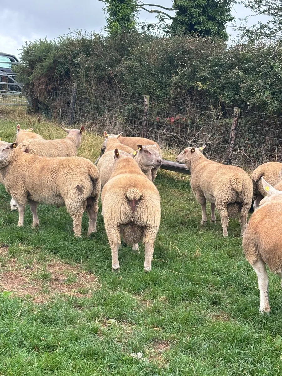 Charolais and texel rams for sale - Image 1