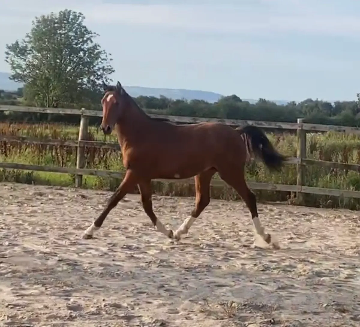 Stunning yearling colt - Image 1