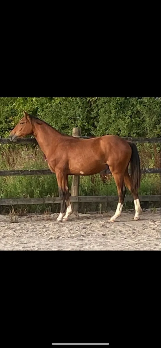 Stunning yearling colt - Image 2