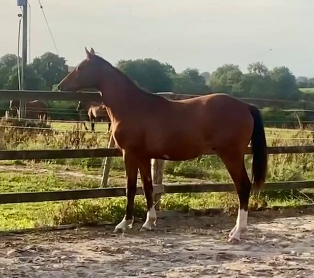 Stunning yearling colt - Image 4