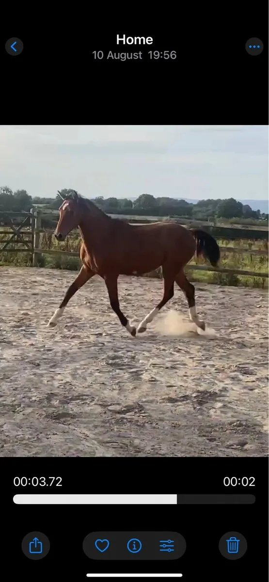 Stunning yearling colt - Image 3