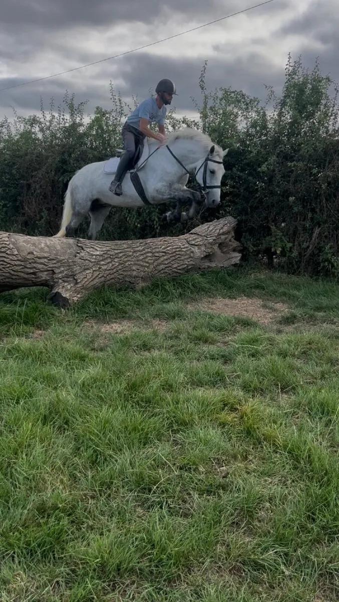 🌹Holly super alround connemara🌹 - Image 3