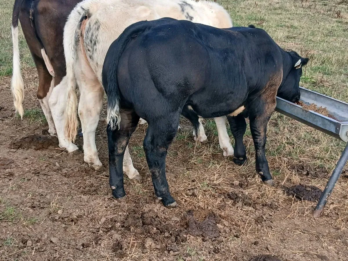 Serious limousin bull - Image 2