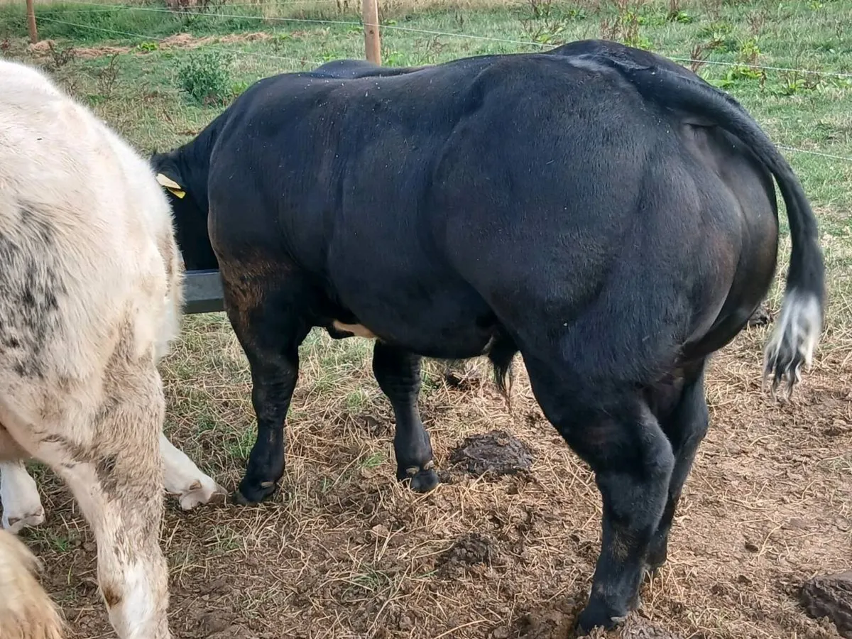 Serious limousin bull - Image 3