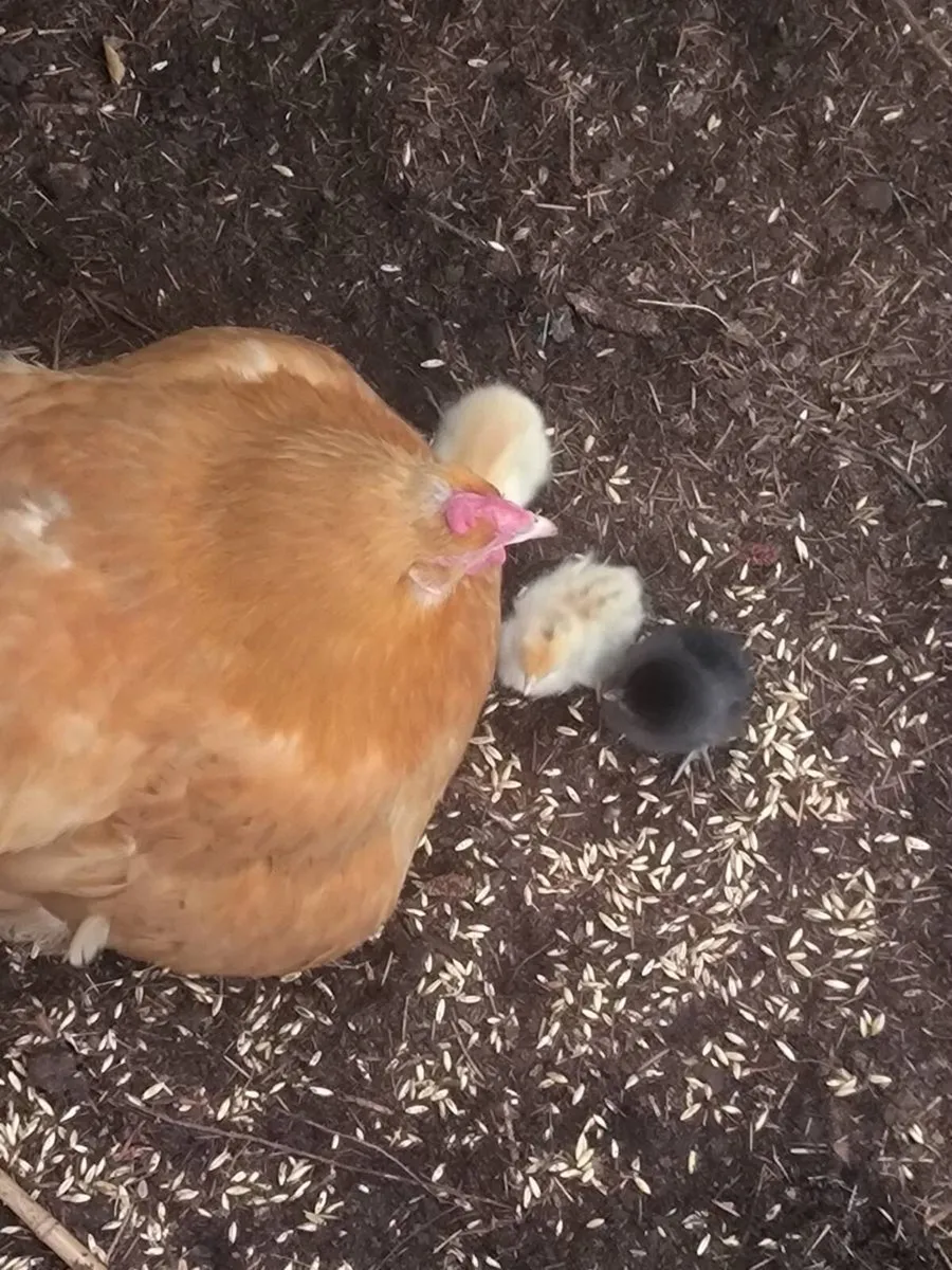 Buff Orpington hen with 5 chicks