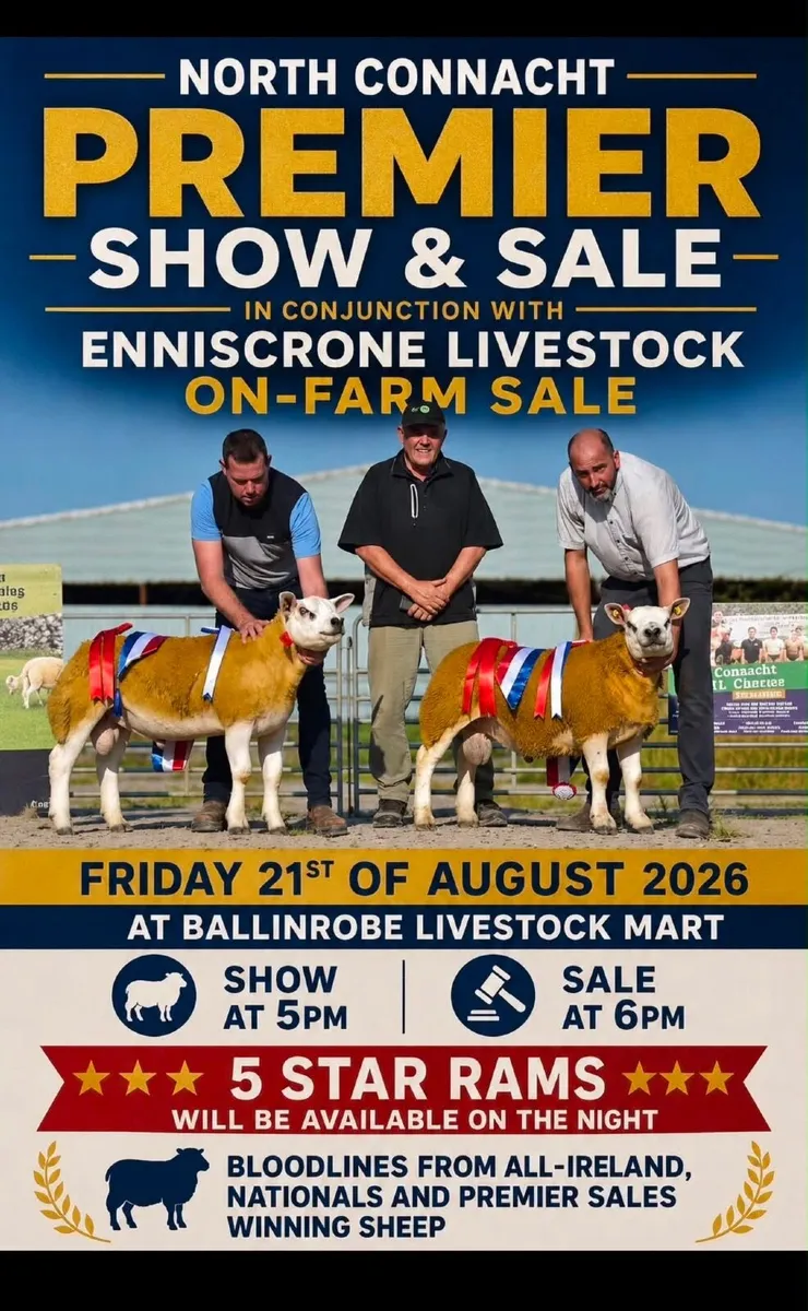 Pedigree Ram for sale Ballinrobe  mart Aug 21st - Image 2