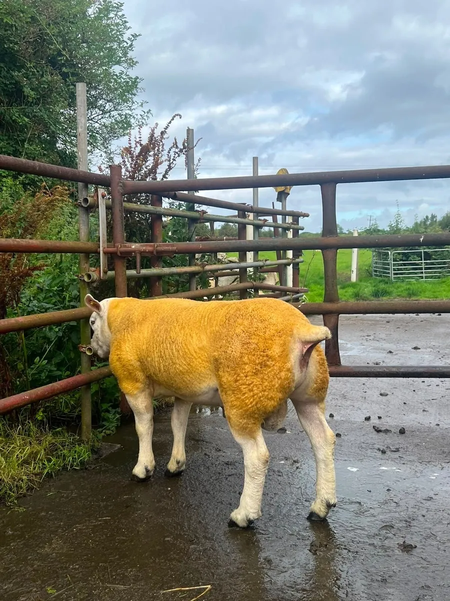 Pedigree Ram for sale Ballinrobe  mart Aug 21st - Image 3