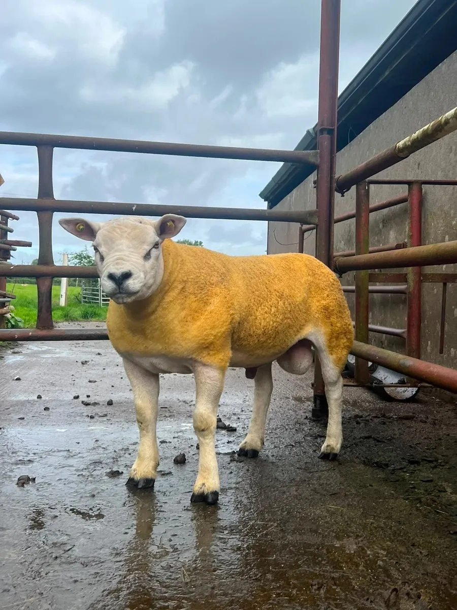 Pedigree Ram for sale Ballinrobe  mart Aug 21st - Image 4