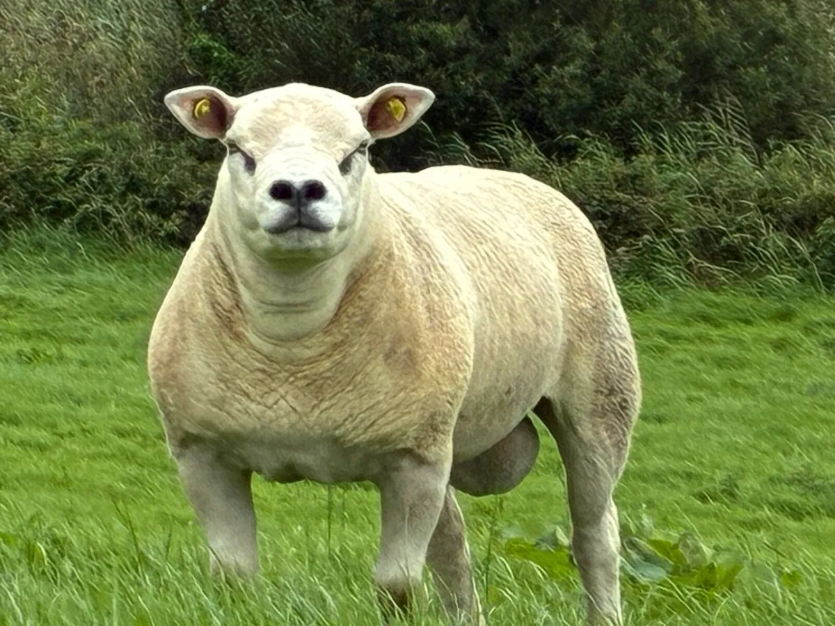 Pedigree Ram for sale Ballinrobe  mart Aug 21st - Image 1