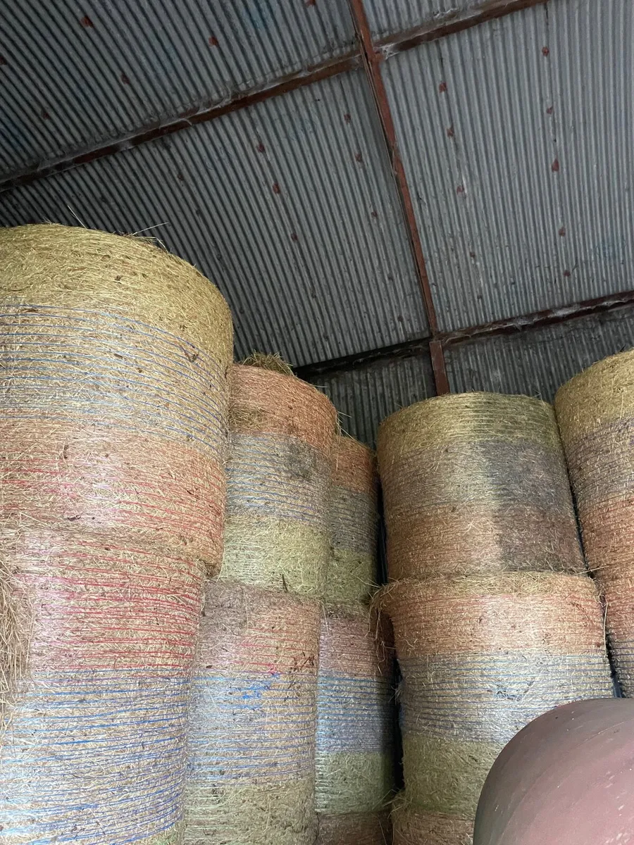 Hay - Image 3