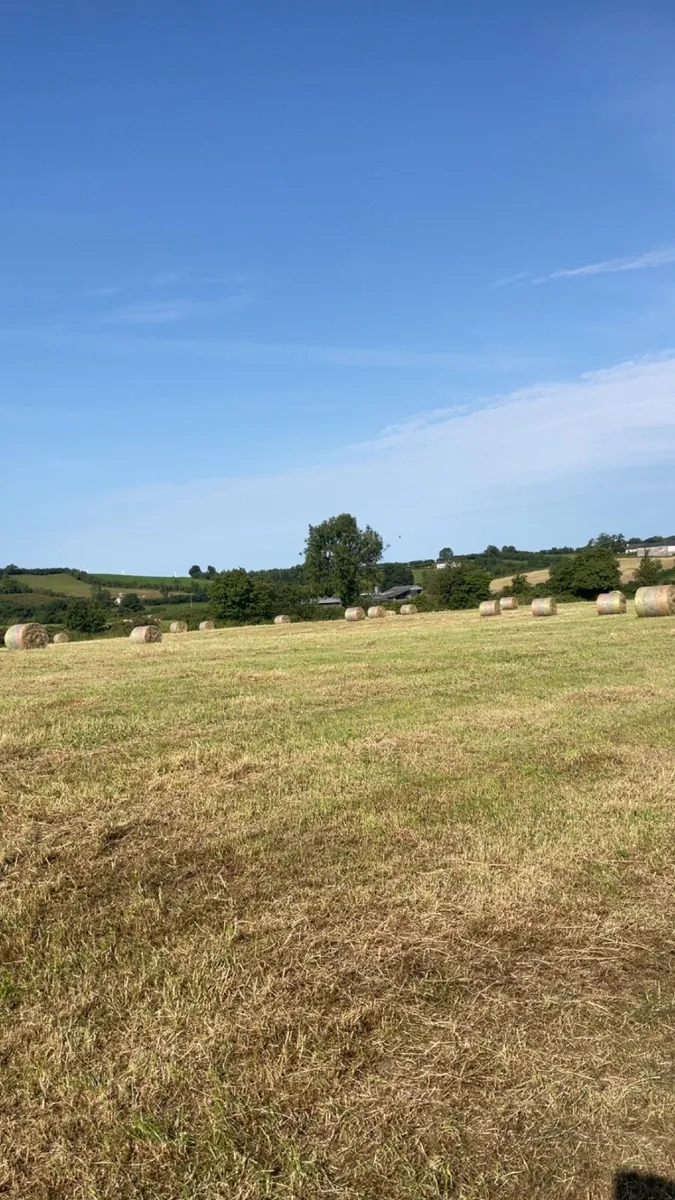 Hay - Image 1
