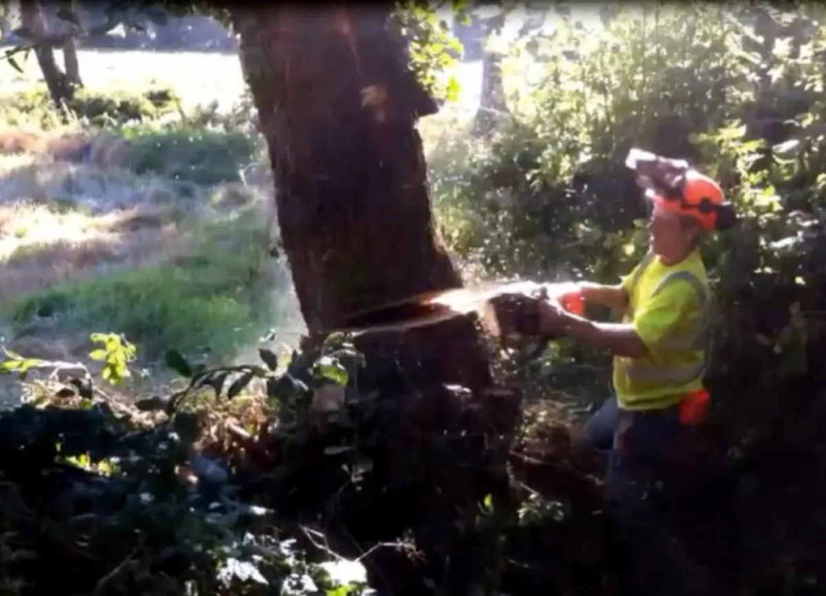 Free Tree Felling & Removal - Image 3