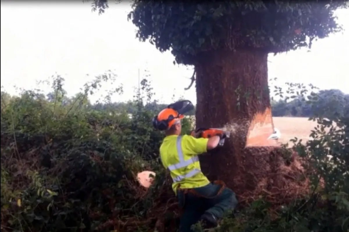 Free Tree Felling & Removal - Image 4