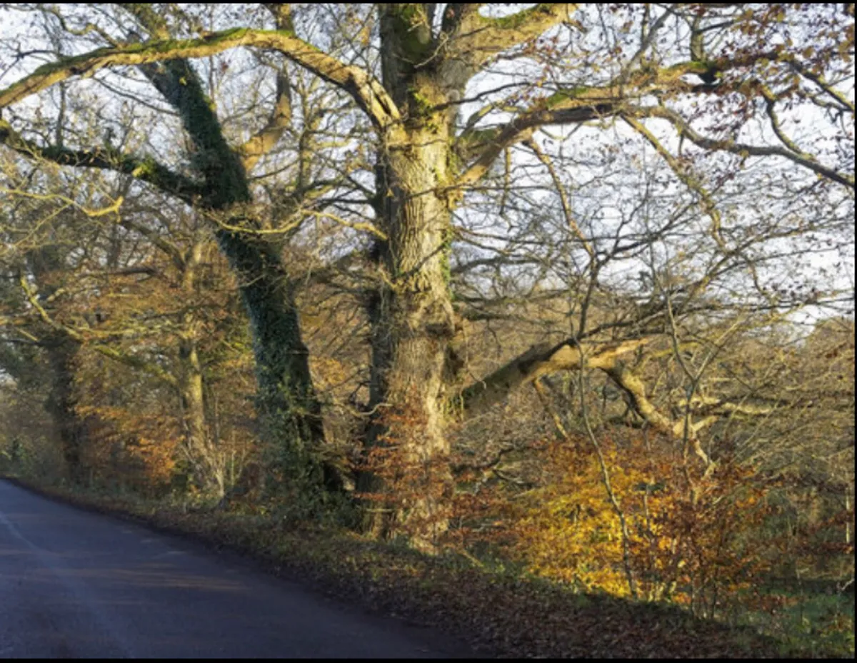 Free Tree Felling & Removal - Image 1