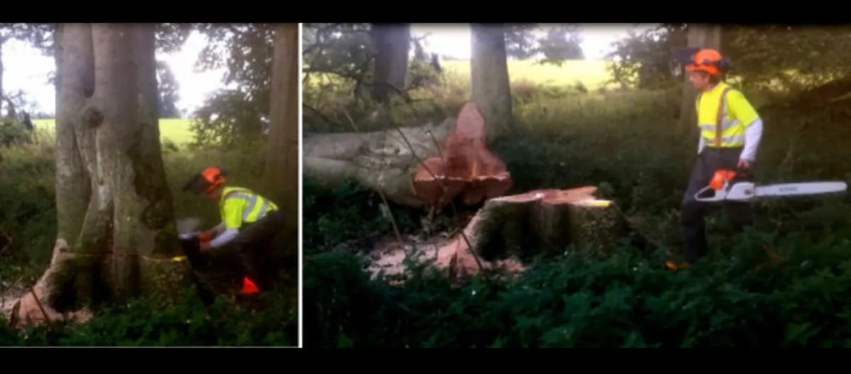 Free Tree Felling & Removal - Image 3