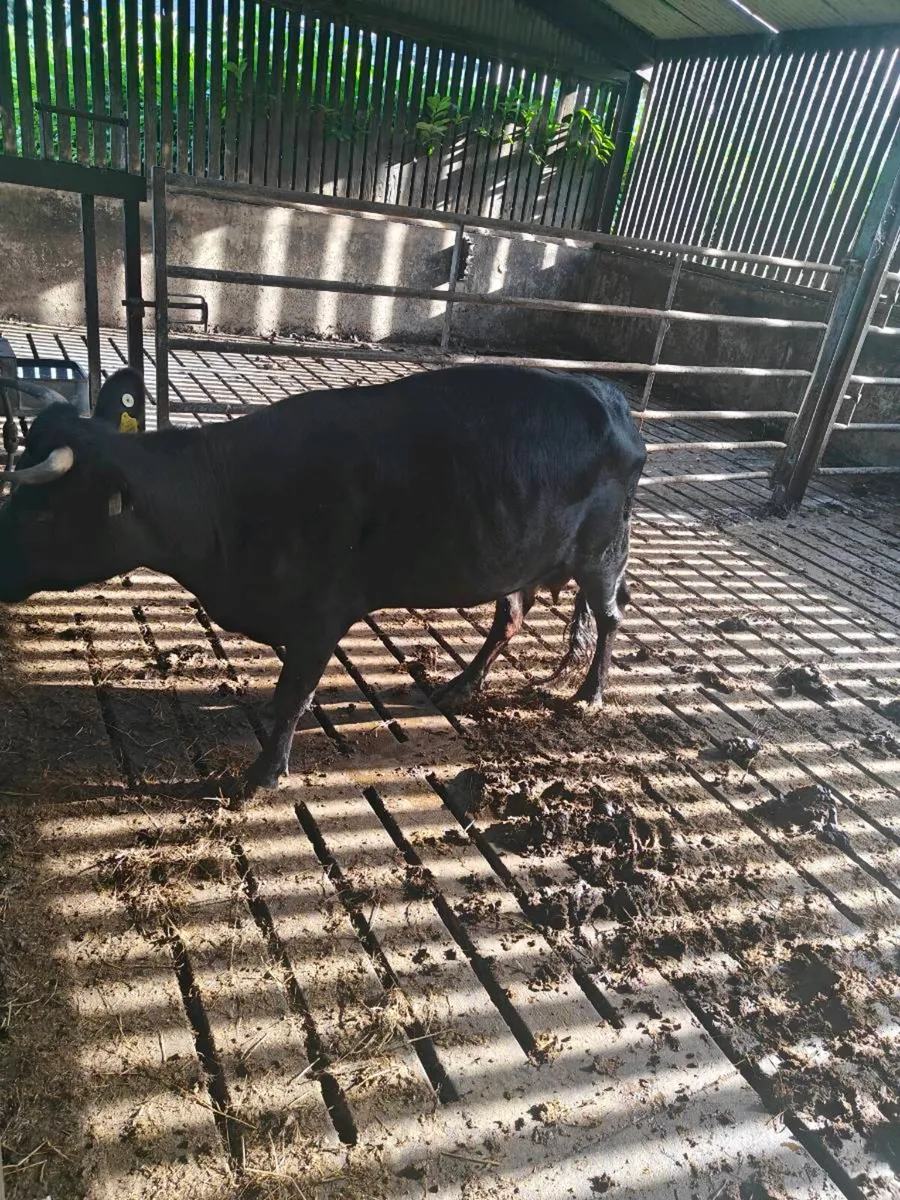 Dexter cow - Image 2