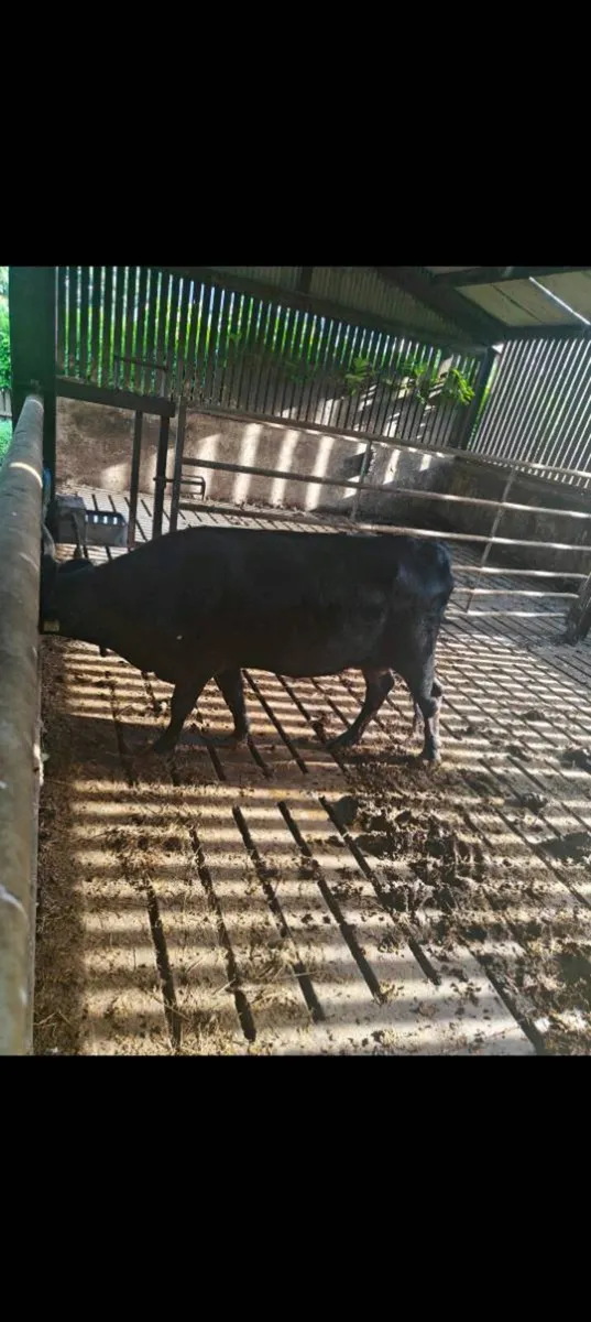 Dexter cow - Image 3