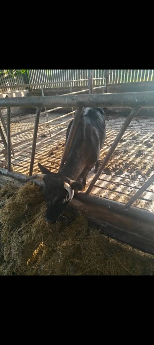 Dexter cow - Image 1