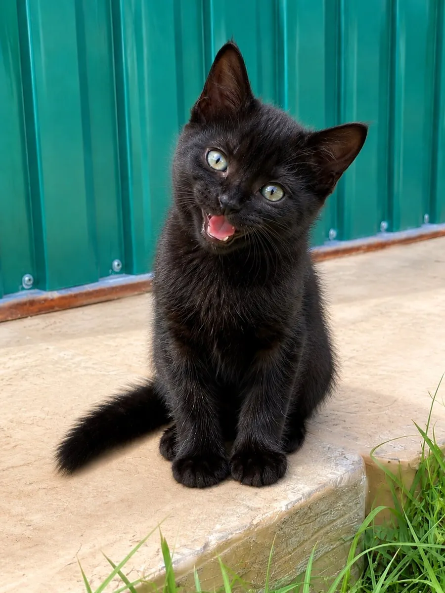 Kittens - Image 2