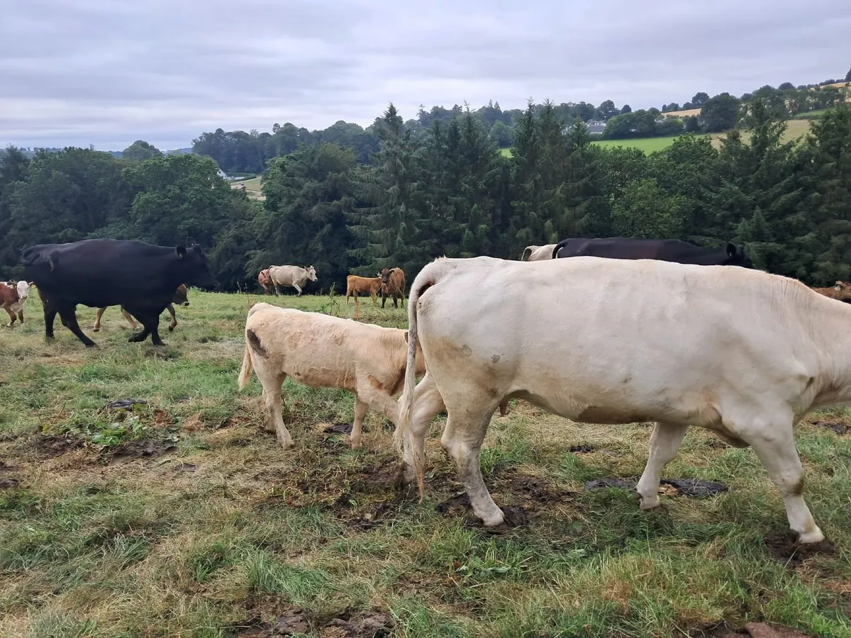 Suckler Sale - Fri 28th Aug at 2pm - Tullow Mart - Image 3