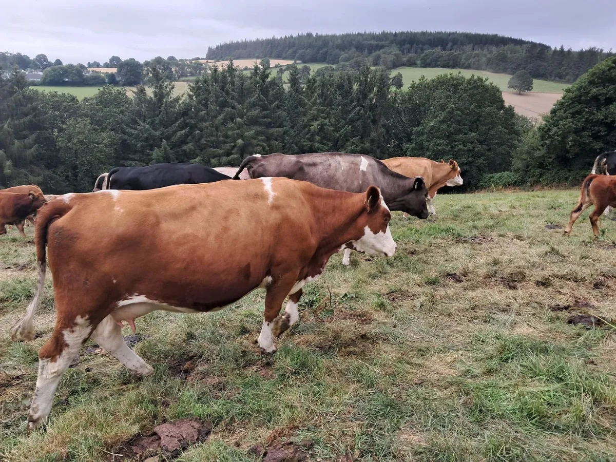 Suckler Sale - Fri 28th Aug at 2pm - Tullow Mart - Image 4