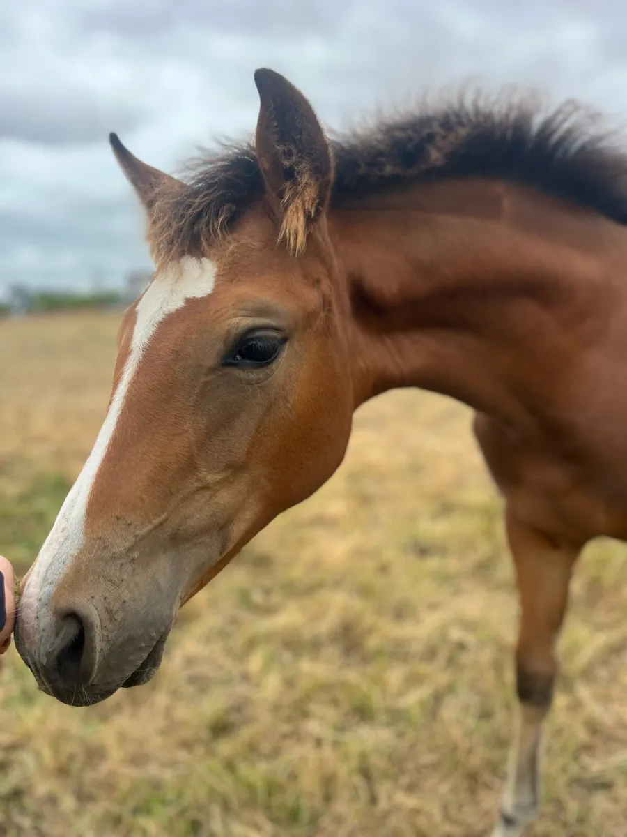 Filly foal by Madgeslane Luidam - Image 2