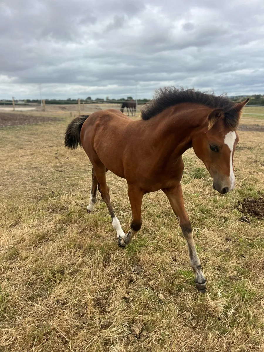 Filly foal by Madgeslane Luidam - Image 3