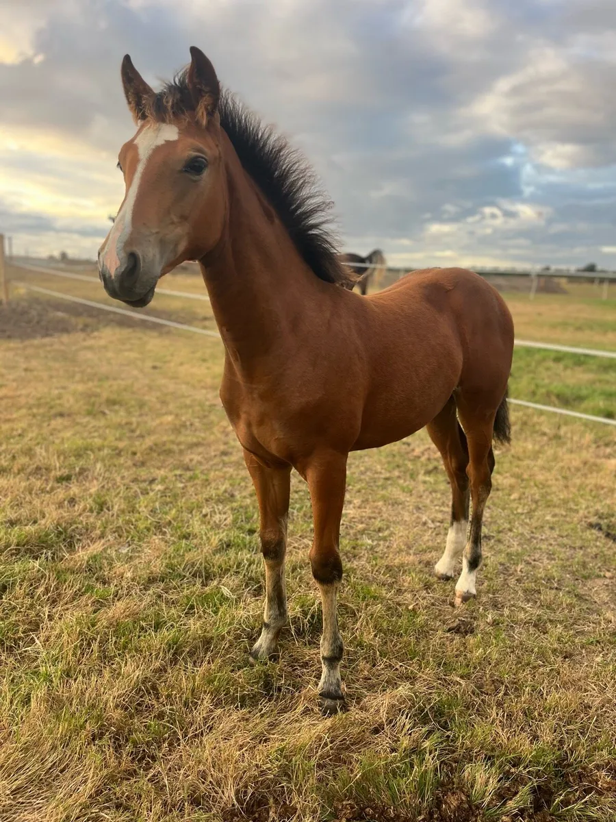 Filly foal by Madgeslane Luidam - Image 4
