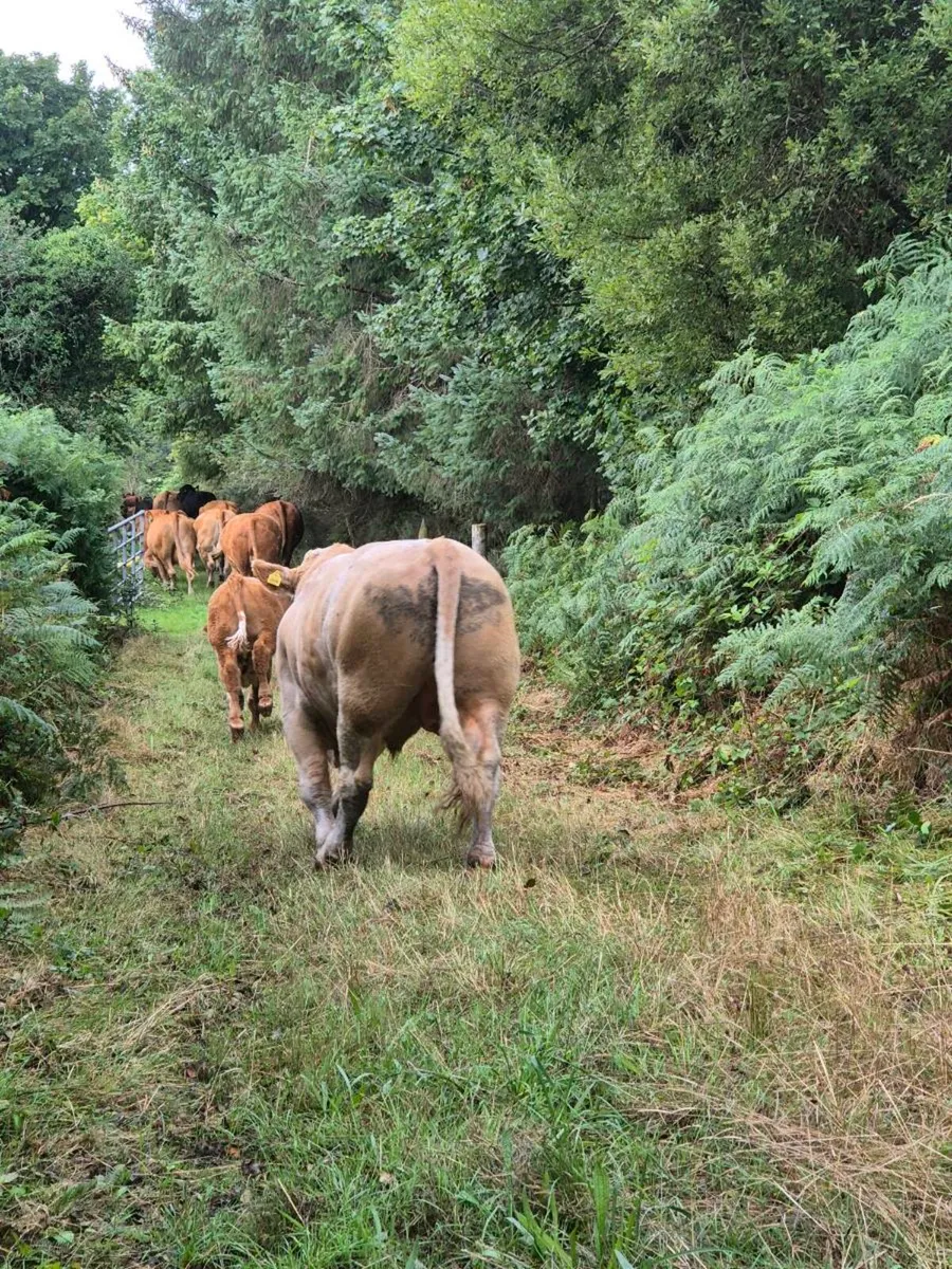 Simmental bull - Image 2