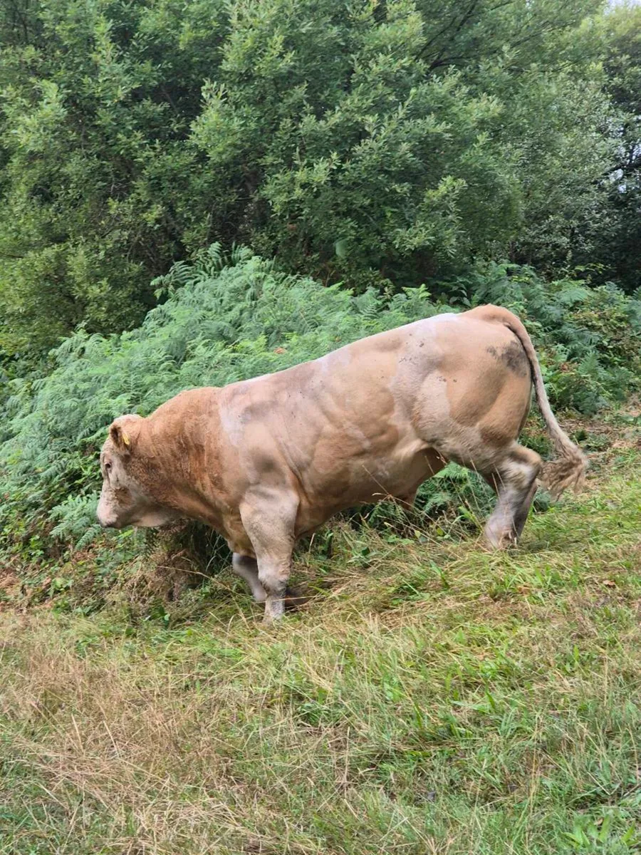 Simmental bull - Image 3