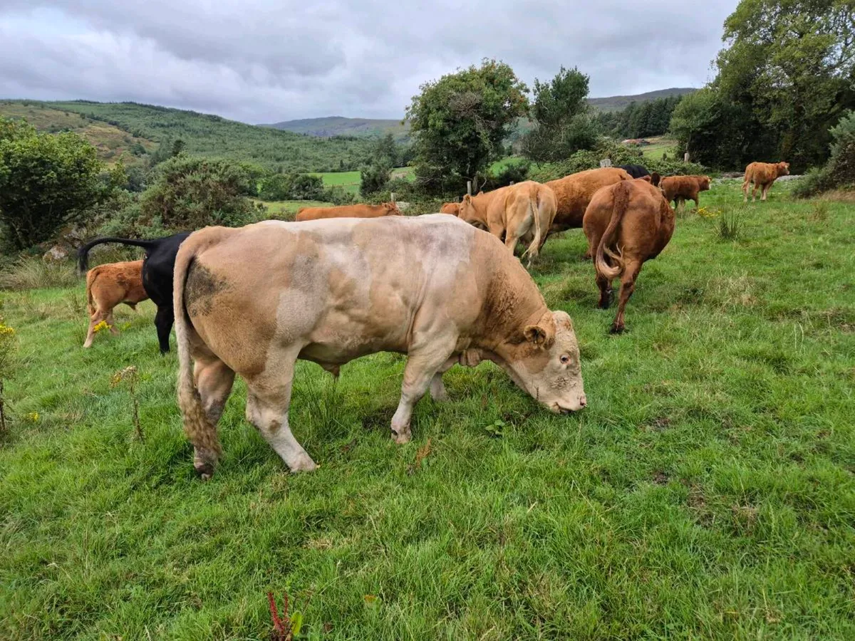 Simmental bull - Image 4