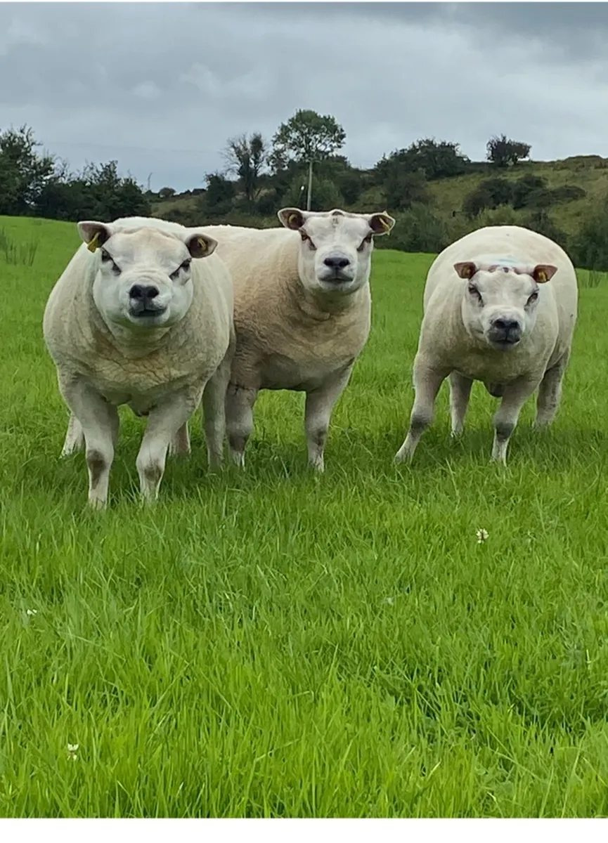 Beltex Rams - Image 2