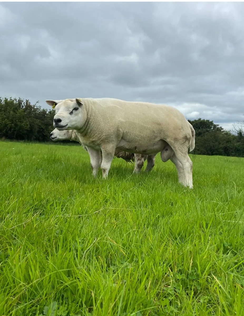 Beltex Rams - Image 3