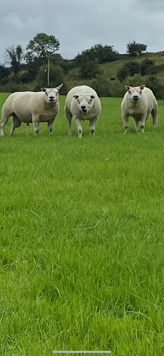 Beltex Rams - Image 4