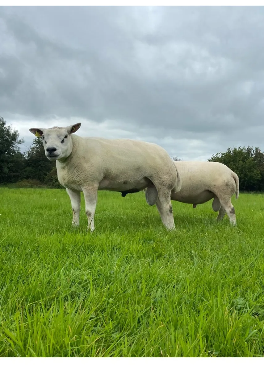 Beltex Rams - Image 1