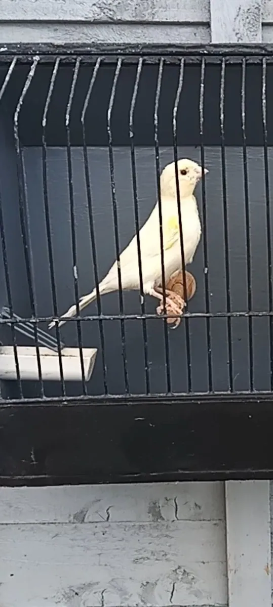 Clear yellow lipacrome canaries - Image 3