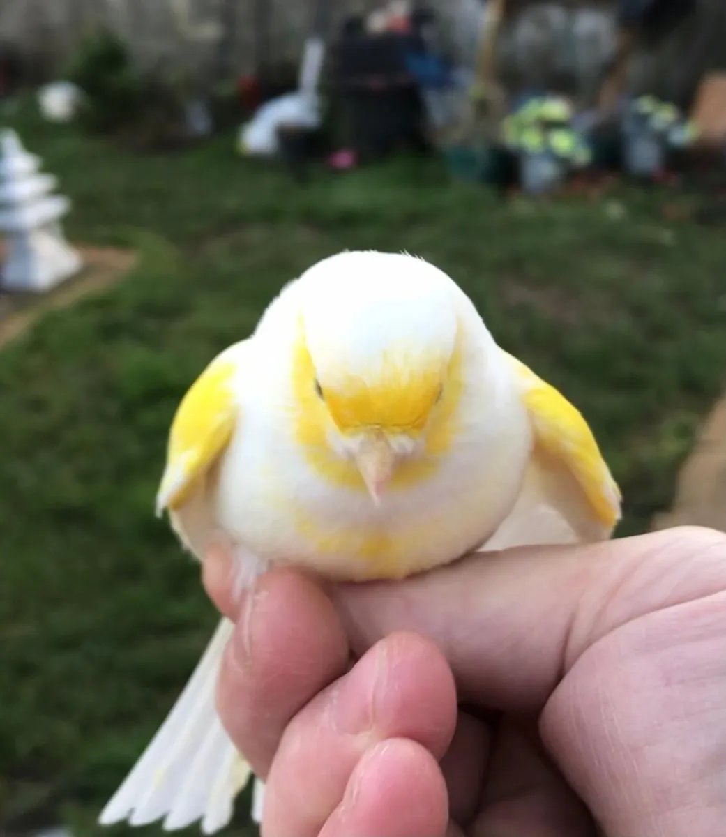 Clear yellow lipacrome canaries - Image 4