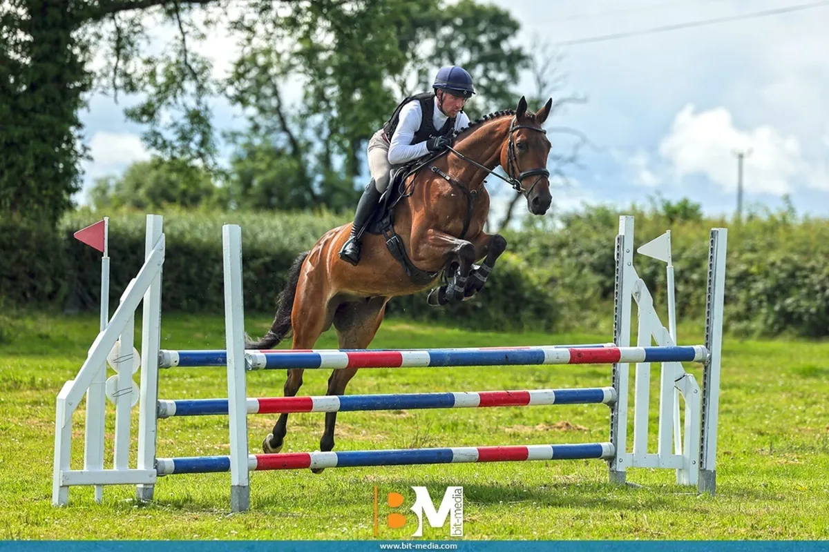4yo Eventer/All rounder - Image 2
